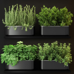 Plants collection 262