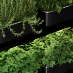 Plants collection 262