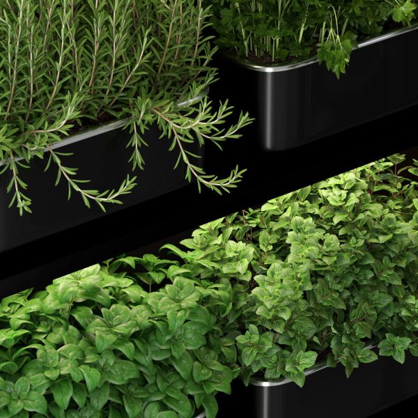 Plants collection 262