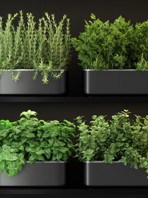 Plants collection 262