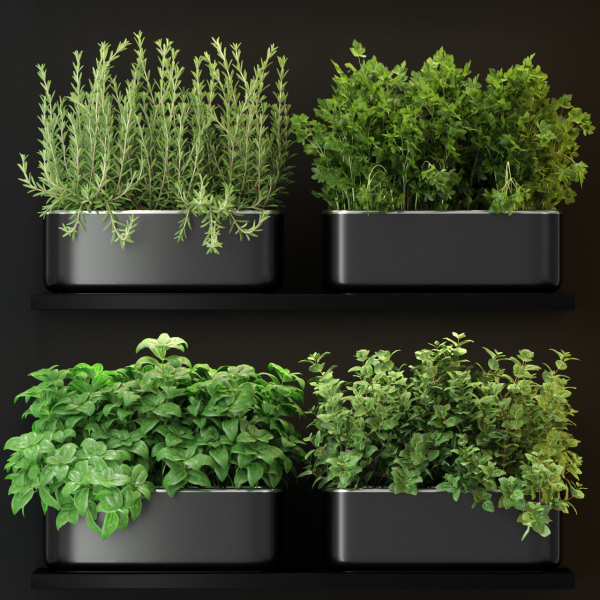 Plants collection 262
