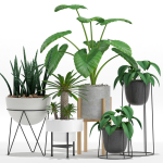 Plants collection 27