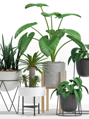 plants-collection-27-3d-model-max-obj-fbx-c4d-blend