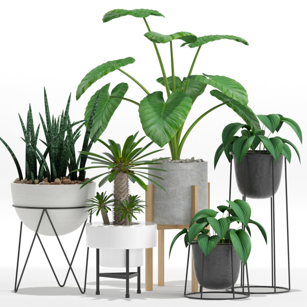 Plants collection 27