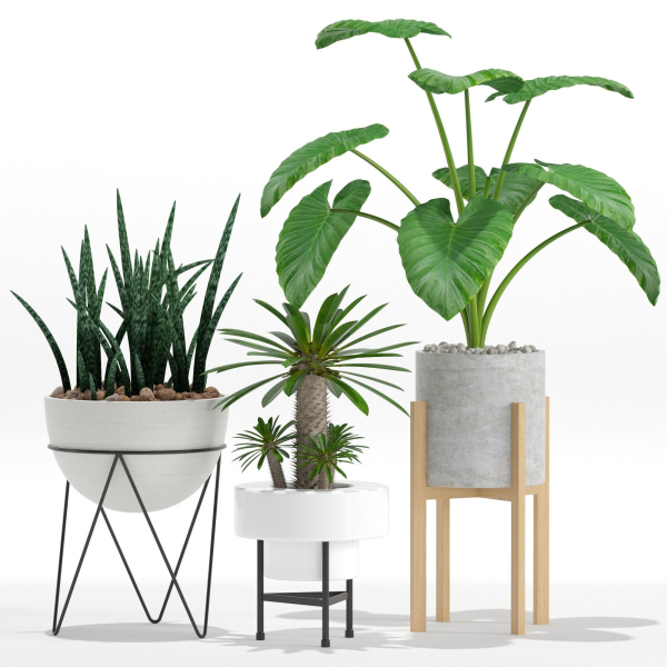 Plants collection 27
