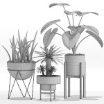 Plants collection 27