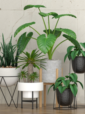 Plants collection 27