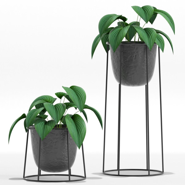 Plants collection 27