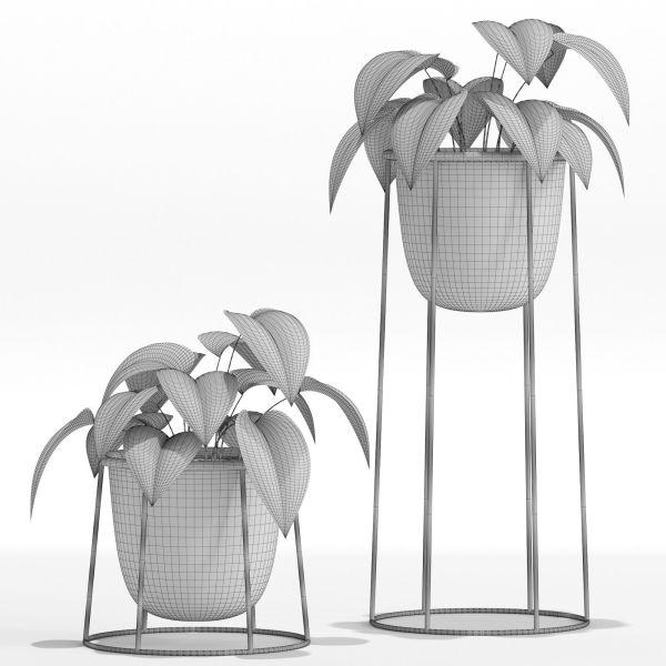 Plants collection 27