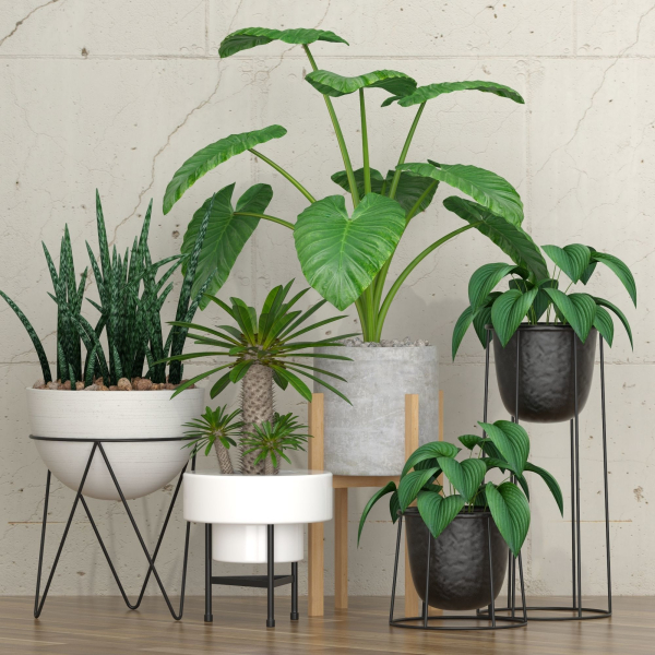 Plants collection 27