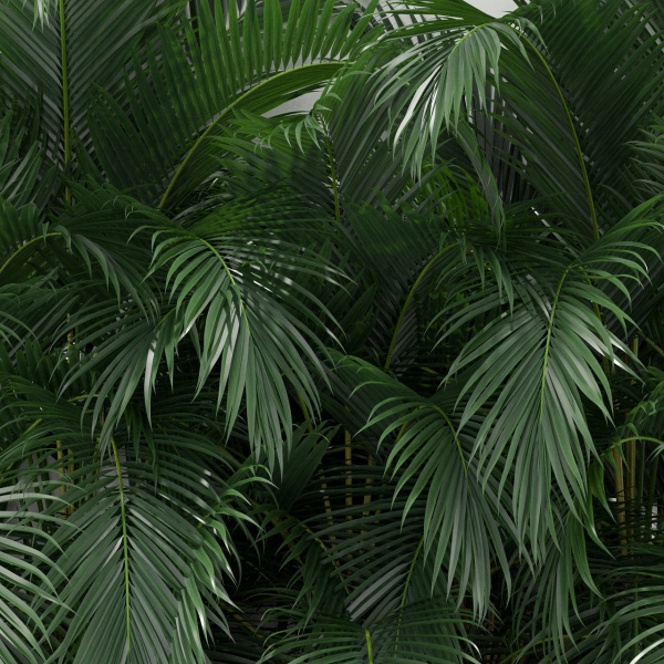 Plants collection 358