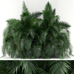 Plants collection 358