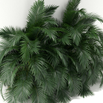 Plants collection 358