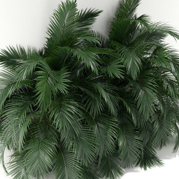 Plants collection 358