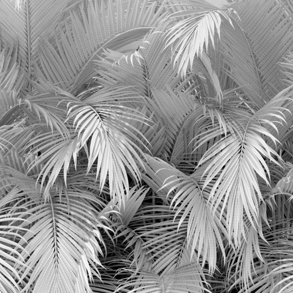 Plants collection 358