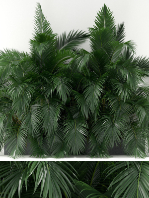 Plants collection 358