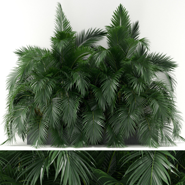 Plants collection 358