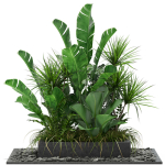 Plants collection 370