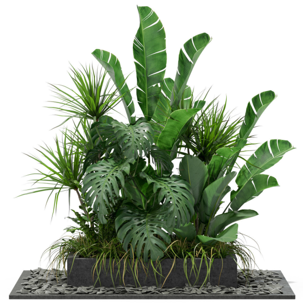 Plants collection 370