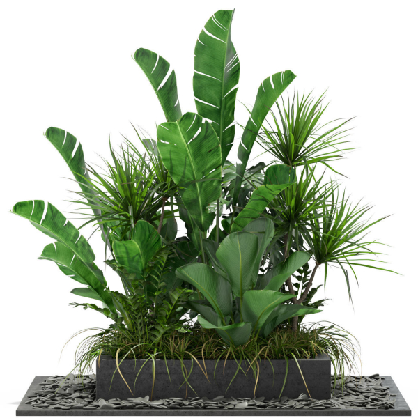 Plants collection 370