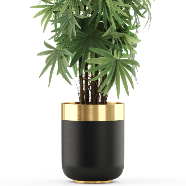 Plants collection 485