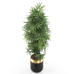 Plants collection 485