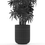 Plants collection 485