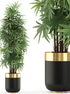 Plants collection 485