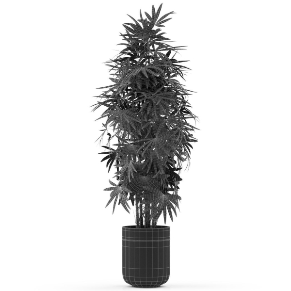 Plants collection 485