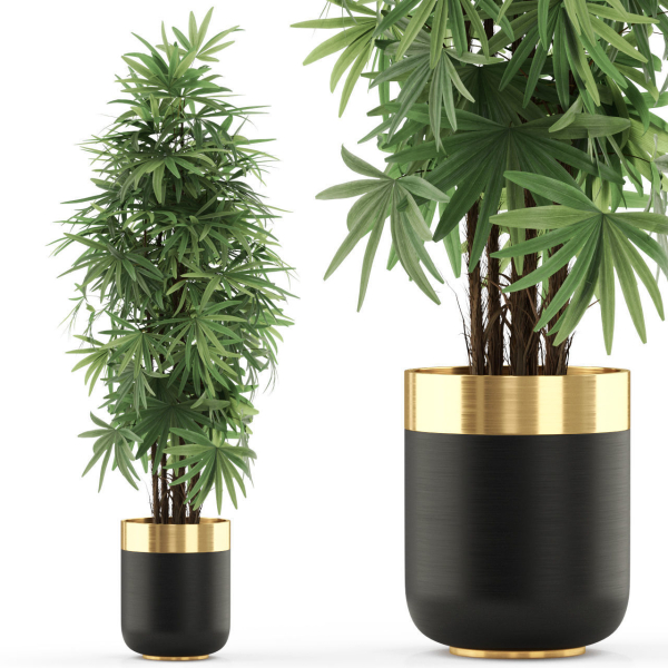 Plants collection 485