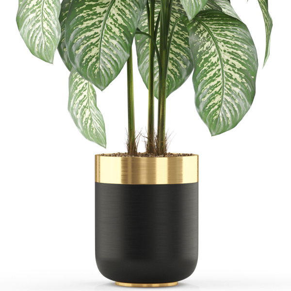 Plants collection 489
