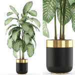 Plants collection 489
