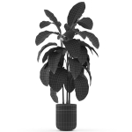 Plants collection 489