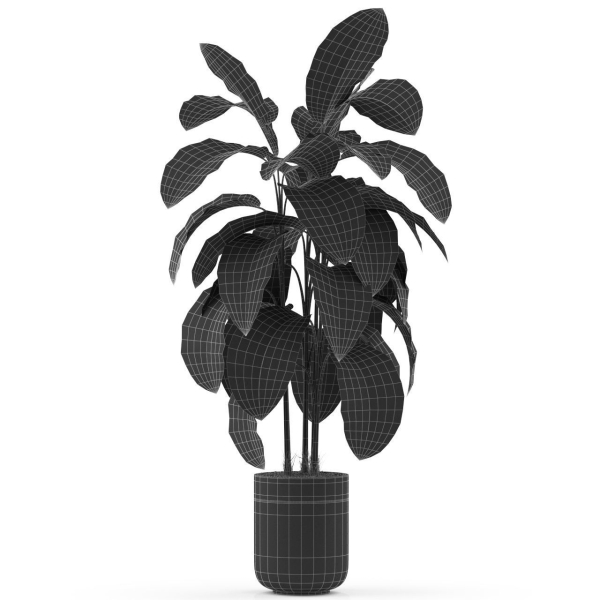 Plants collection 489