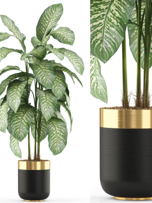Plants collection 489