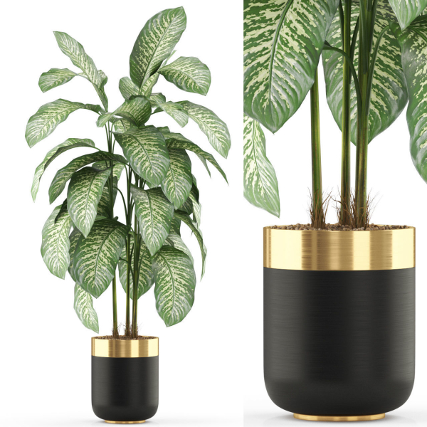 Plants collection 489