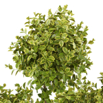 Plants collection 496