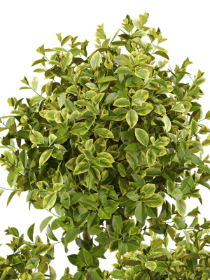 plants-collection-496-3d-model-max-obj-fbx-c4d