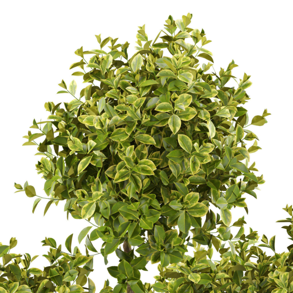 Plants collection 496