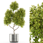 Plants collection 496