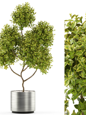 Plants collection 496