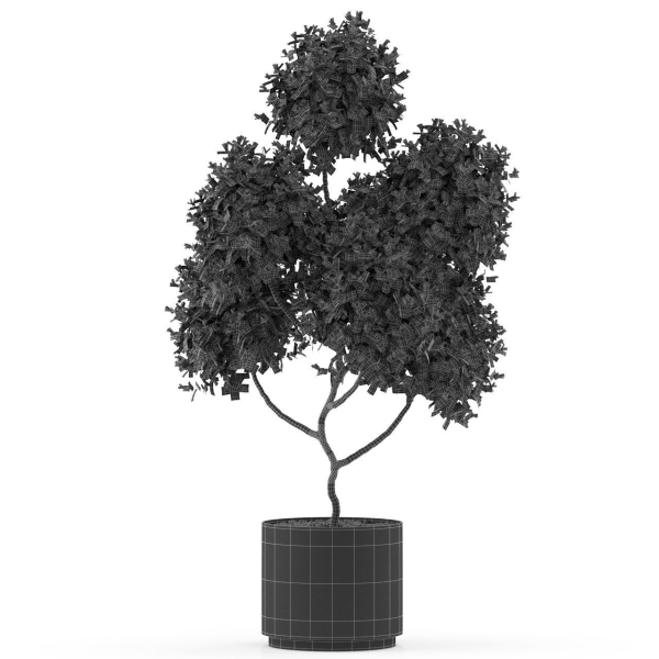 Plants collection 496