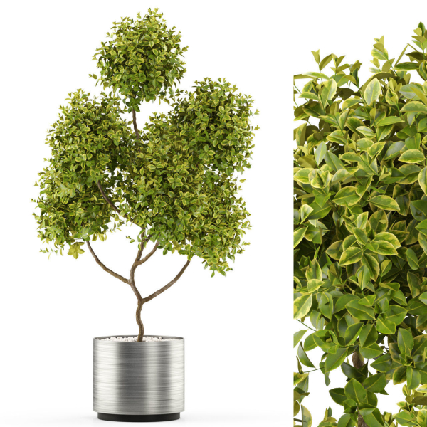 Plants collection 496