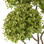 Plants collection 497