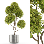 Plants collection 497