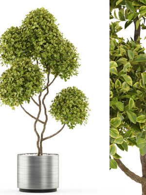 Plants collection 497