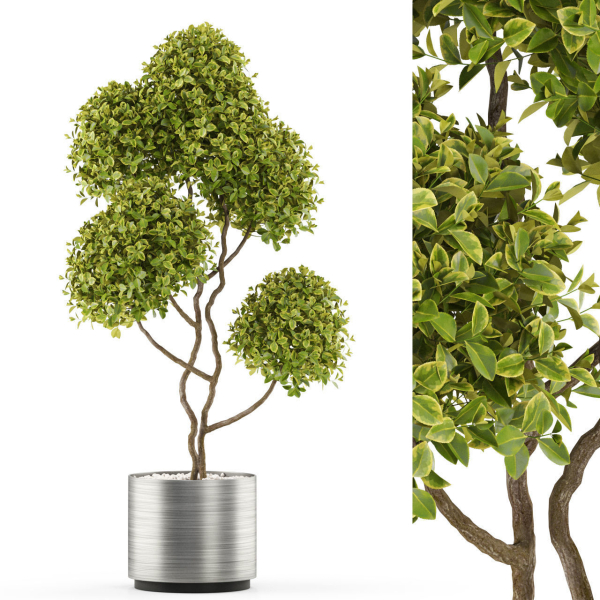 Plants collection 497