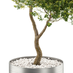 Plants collection 500