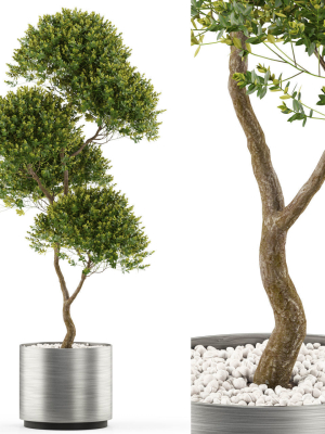 Plants collection 500