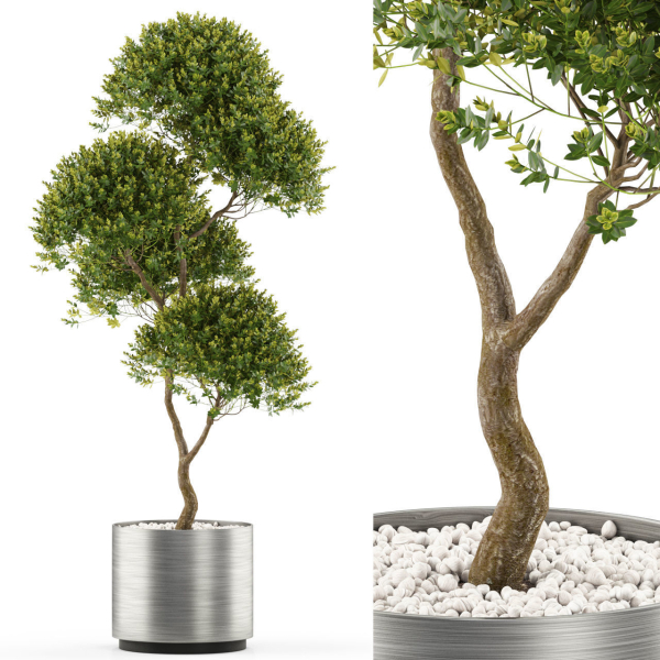 Plants collection 500